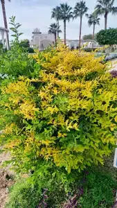 Concorde El Salam Sharm El Sheikh Sport - 73