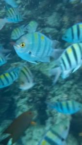 Sunrise Arabian Beach Resort - 79