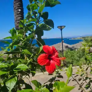 Blue Dreams Resort - 43