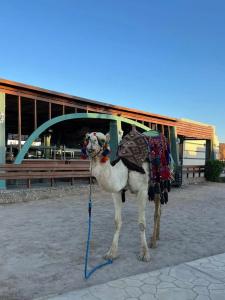 Ali Baba Palace -Families and Couples Only- - 48