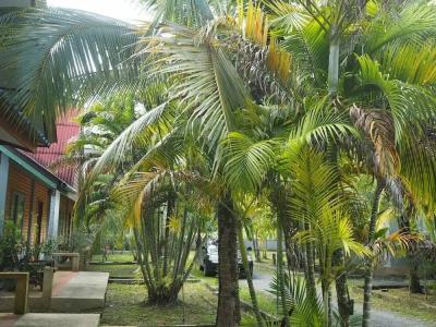 Coconut Bungalow - 3