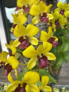 Cassia Phuket - SHA Extra Plus - 29