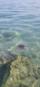 Dive Inn Resort - 18