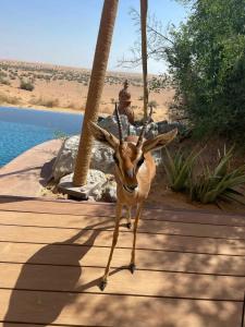 Al Maha, a Luxury Collection Desert Resort & Spa, Dubai - 14