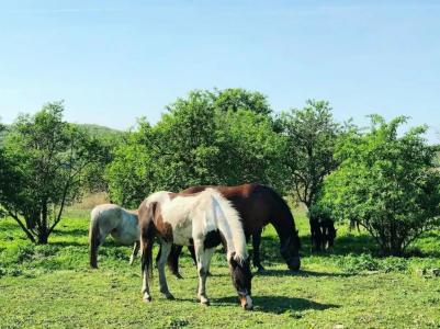 The Houses of History - anno 1830 - 32