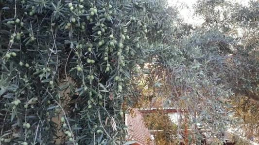 St. Nicholas Pension - 67