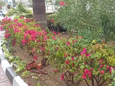 Coral Beach Resort Sharjah - 14