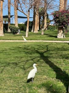 Ali Baba Palace -Families and Couples Only- - 24