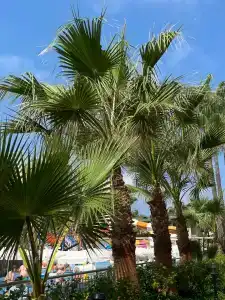 Lonicera Resort & Spa - Ultra All Inclusive - 84