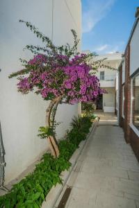 Costa Maya Bodrum - 34