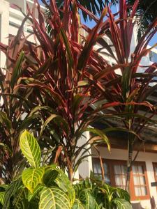 Best Western Phuket Ocean Resort - 93