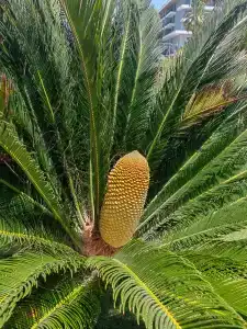 Acanthus Cennet Barut Collection - Ultra All Inclusive - 23