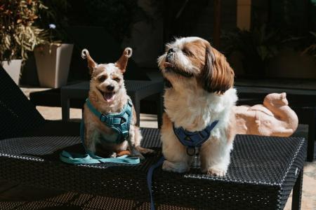 CC's Hideaway Kata - SHA Plus - 13