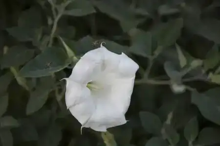 Roc Of Cappadocia - 27