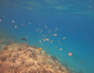 Hurghada Coral Beach - 46