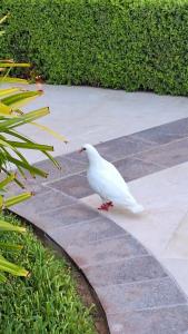 Raffles The Palm - 80