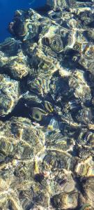 Sharm Reef Resort - 51