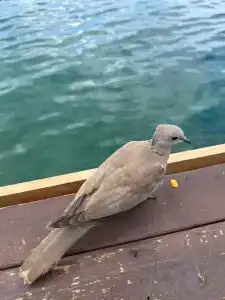 Blue Dreams Resort - 47