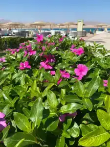 Barceló Tiran Sharm - 30