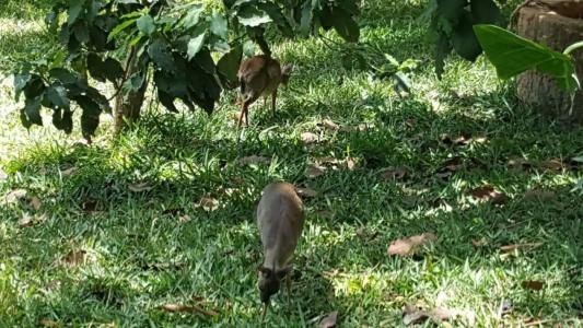 Langi Langi Beach Bungalows - 98
