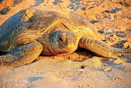 Masira Island Resort - 33