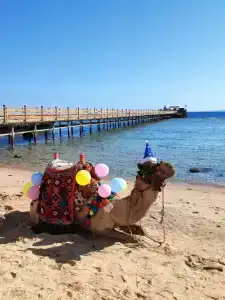 Rehana Royal Beach Resort - Aquapark & Spa - Family & Couples Only - 10