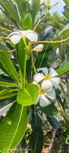 Ana Anan Resort & Villas Pattaya - 23