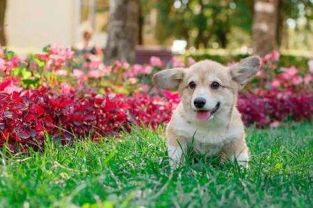 Rabbit Resort Pattaya - 48