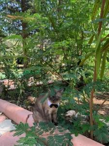 Adrasan La Casita - 21