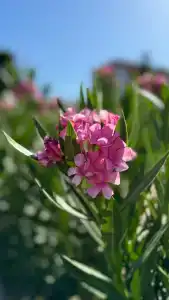 Lonicera World - Ultra All Inclusive - 48