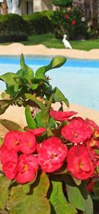 Rehana Royal Beach Resort - Aquapark & Spa - Family & Couples Only - 80