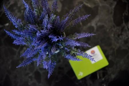 Acanthus Cennet Barut Collection - Ultra All Inclusive - 61