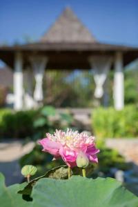 Mira Montra Resort Koh Mak - 12