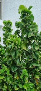 Veranda Palmar Beach & Spa - All Inclusive - 80