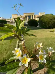 Sheraton Soma Bay Resort - 11