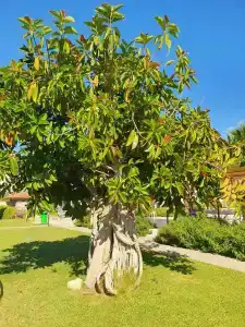 Akka Claros - All Inclusive - 88