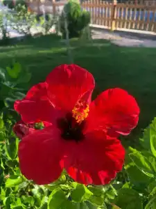 Parrotel Lagoon Waterpark Resort - 49