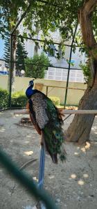 Sentido Kamelya Selin Luxury Resort & Spa - 96