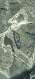 Sunrise Montemare Resort -Grand Select - 63