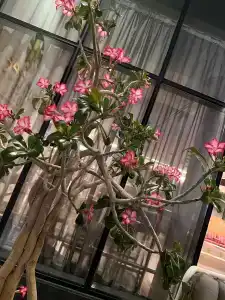 Lemon Tree, Jumeirah Dubai - 21