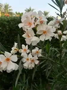 Mirage Bay Resort & Aqua Park - 58