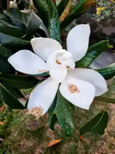 Jiva Beach Resort - Ultra All Inclusive - 57