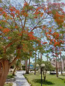 Le Pacha Resort - 19