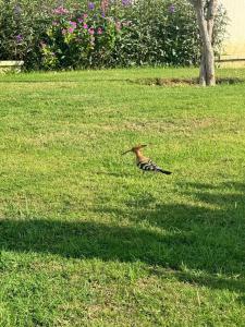 Sunrise Diamond Beach Resort -Grand Select - 24