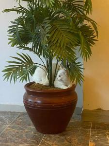 Mert Seaside (Adult only +16) - 87