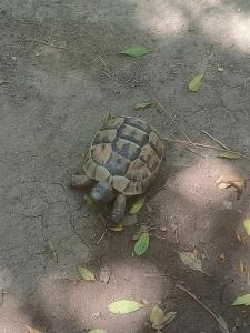 Gumbet Anil Beach - 45