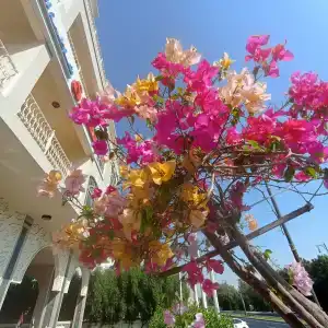 Sahara Beach Resort & Spa - 9