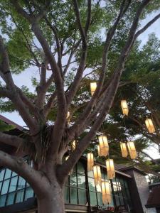 Phi Phi Andaman Legacy Resort-SHA Plus - 36