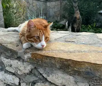 Club Resort Atlantis - 42