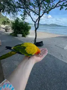 Thavorn Beach Village Resort & Spa Phuket - SHA Extra Plus - 39